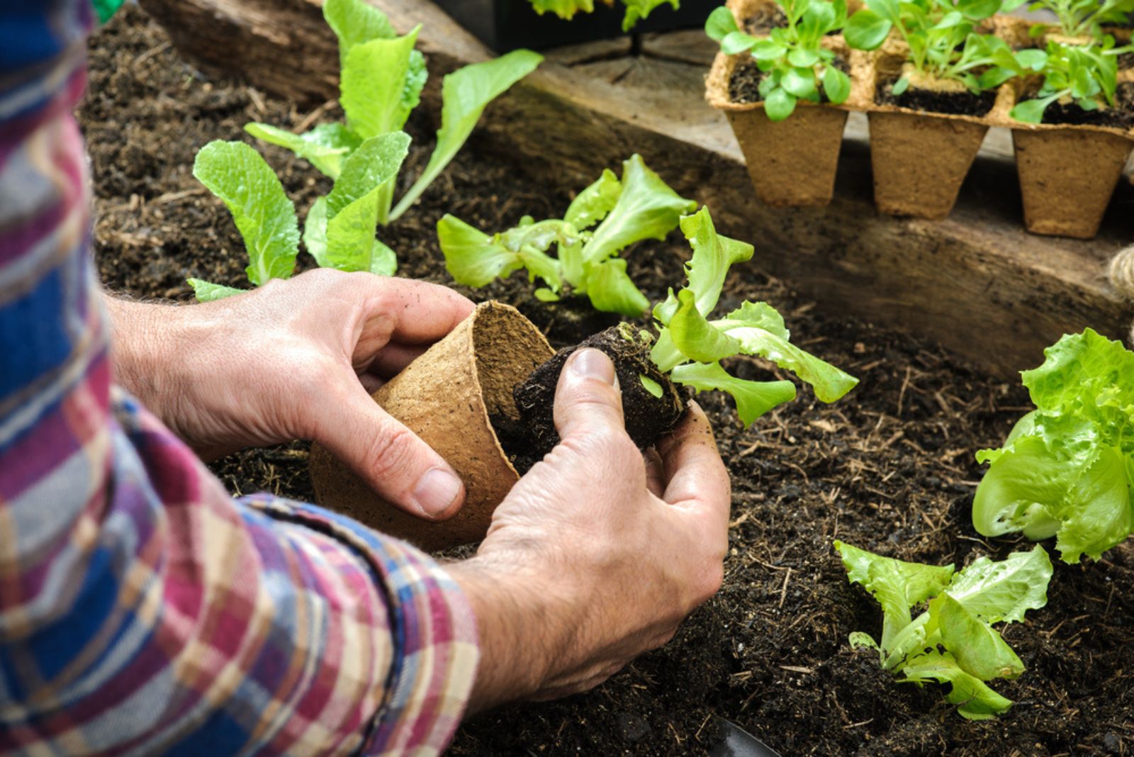 farmer planting young seedlings