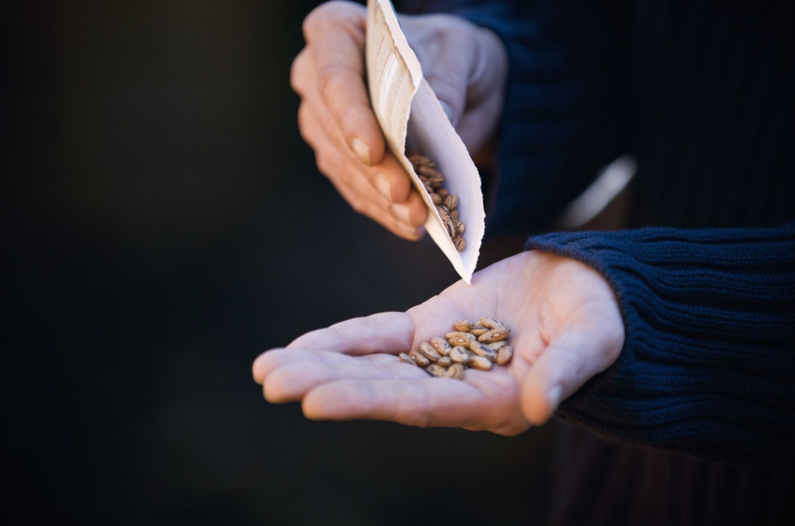 farmer pouring beans to hand