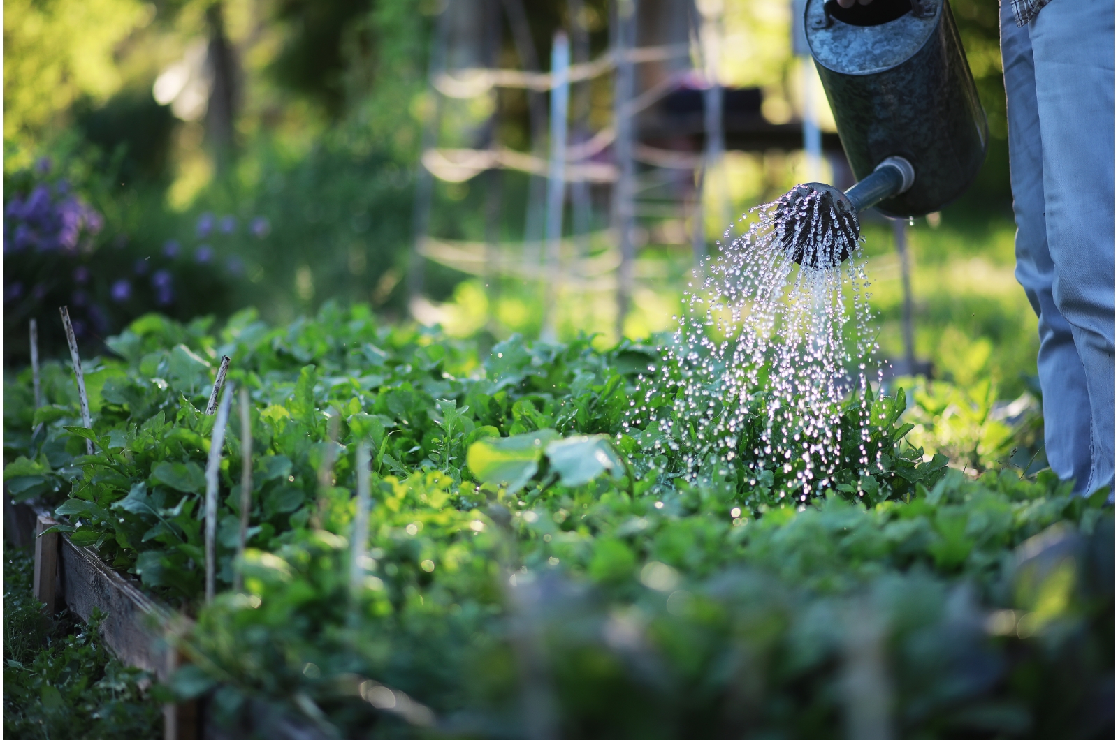 farmer watering vegetable garden
