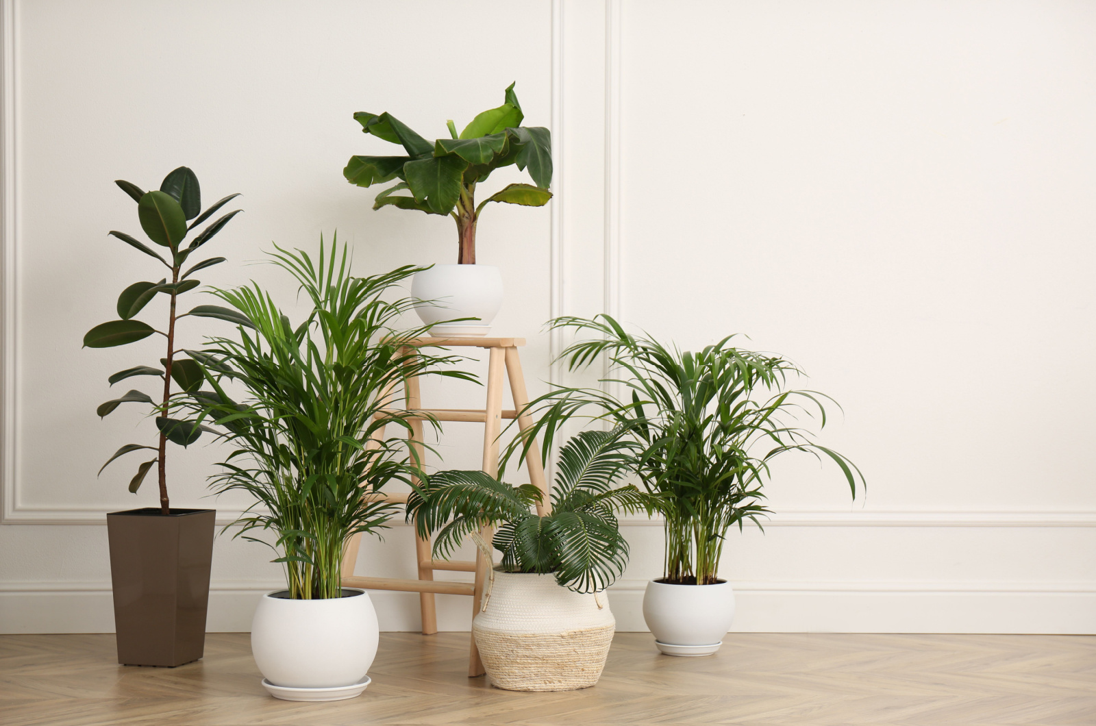 five plants indoor
