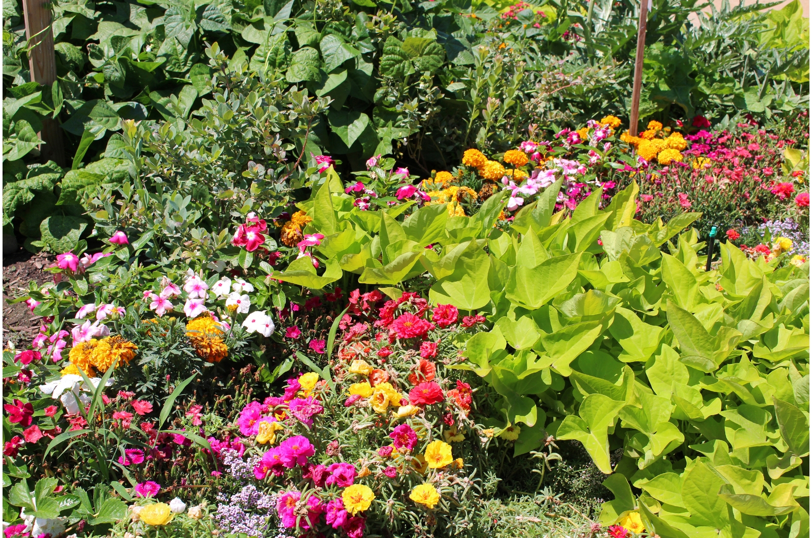 flowers and vegetables in a garden