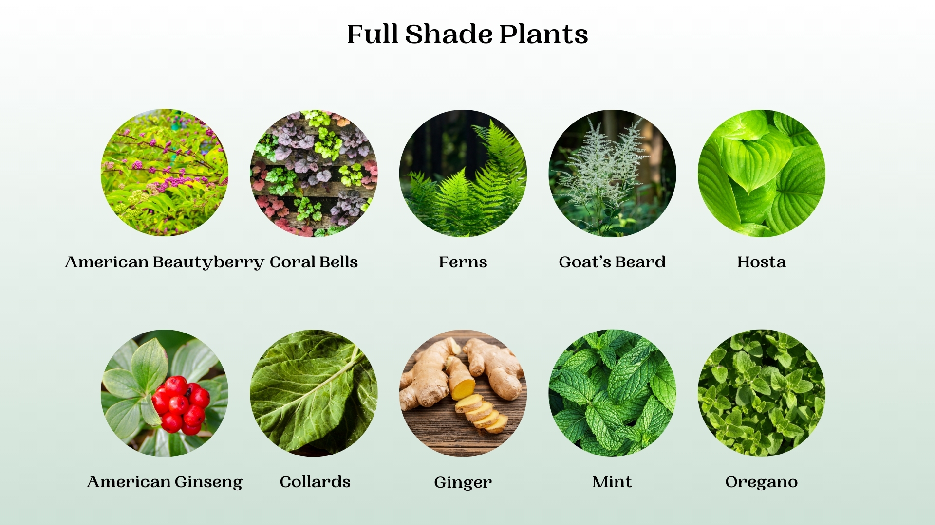 full shade plants