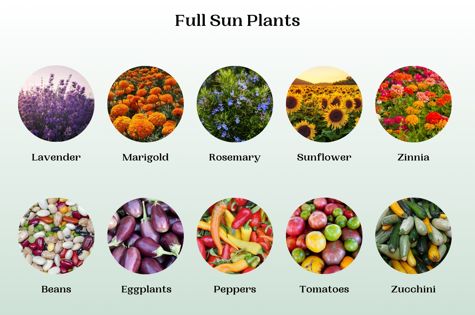full sun plants