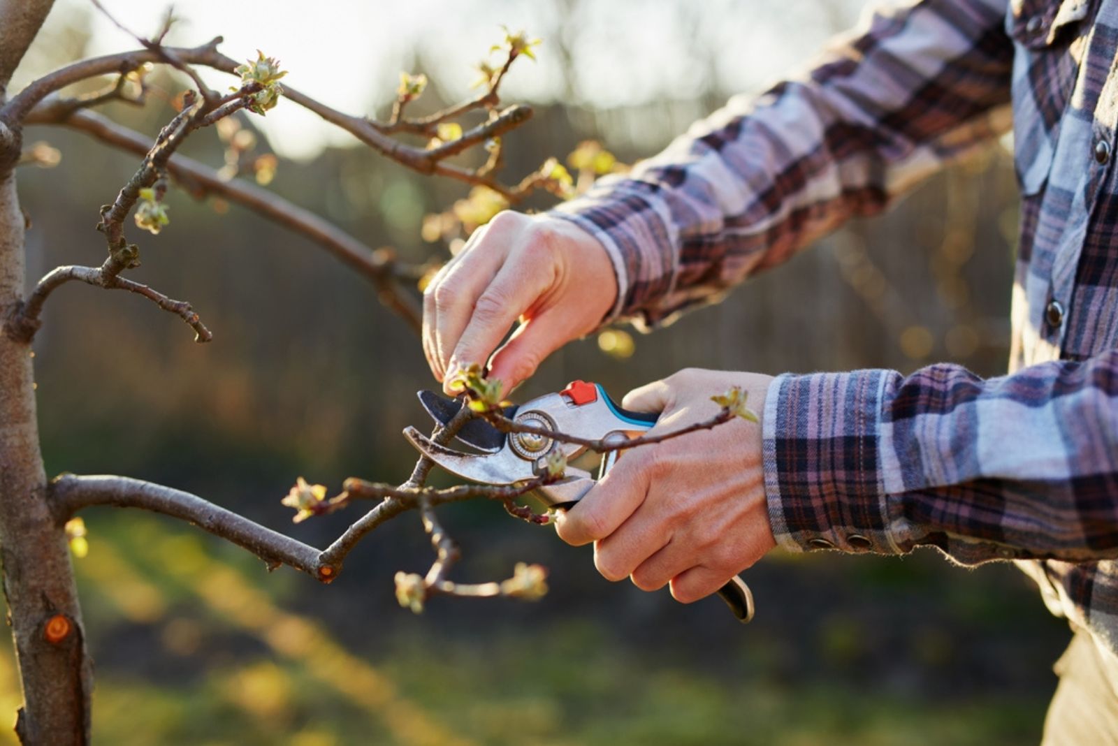 _gardener pruning a fruit tree