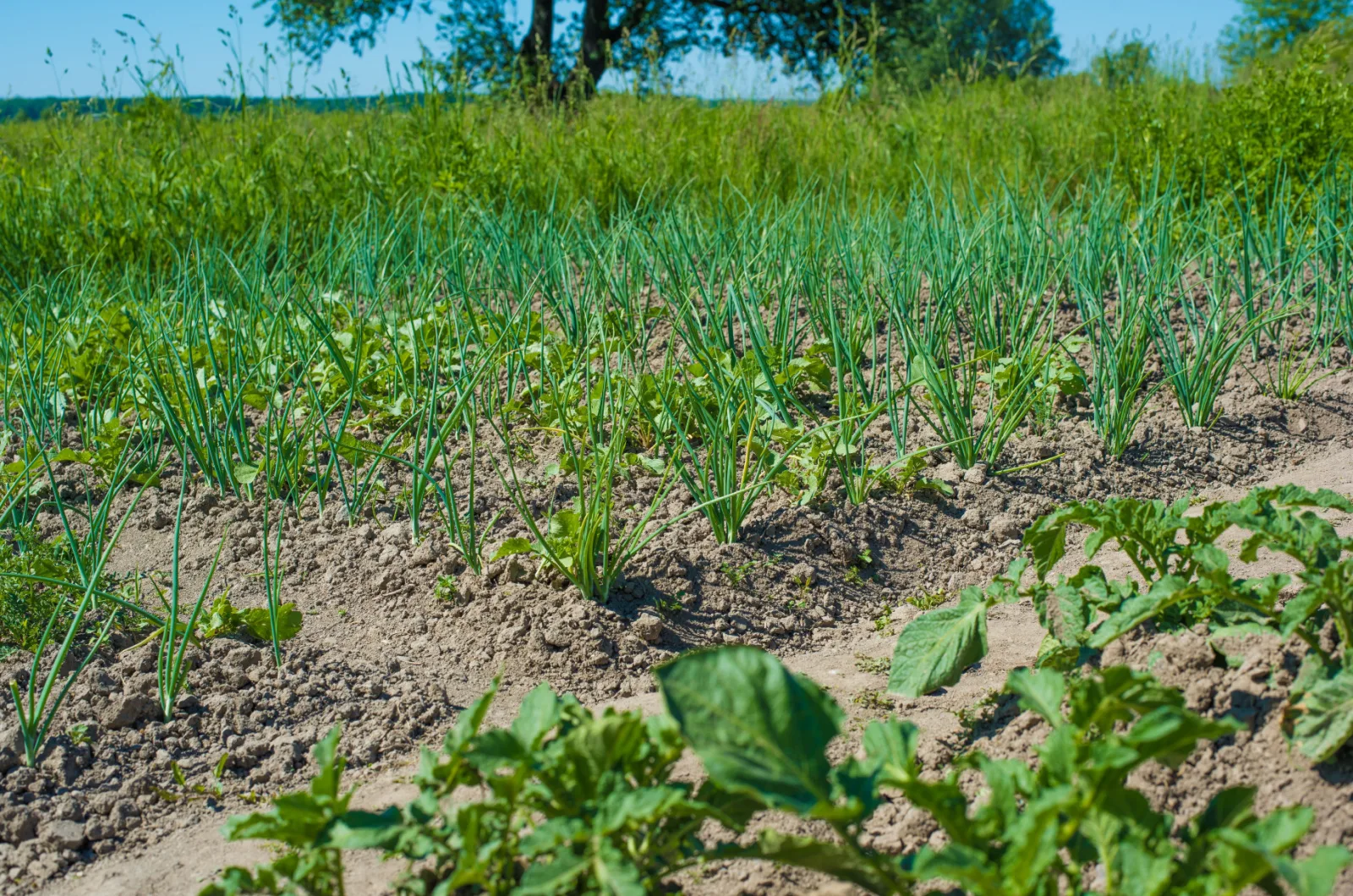 12 Garlic Companion Plants + 6 You Should Avoid Planting With Garlic