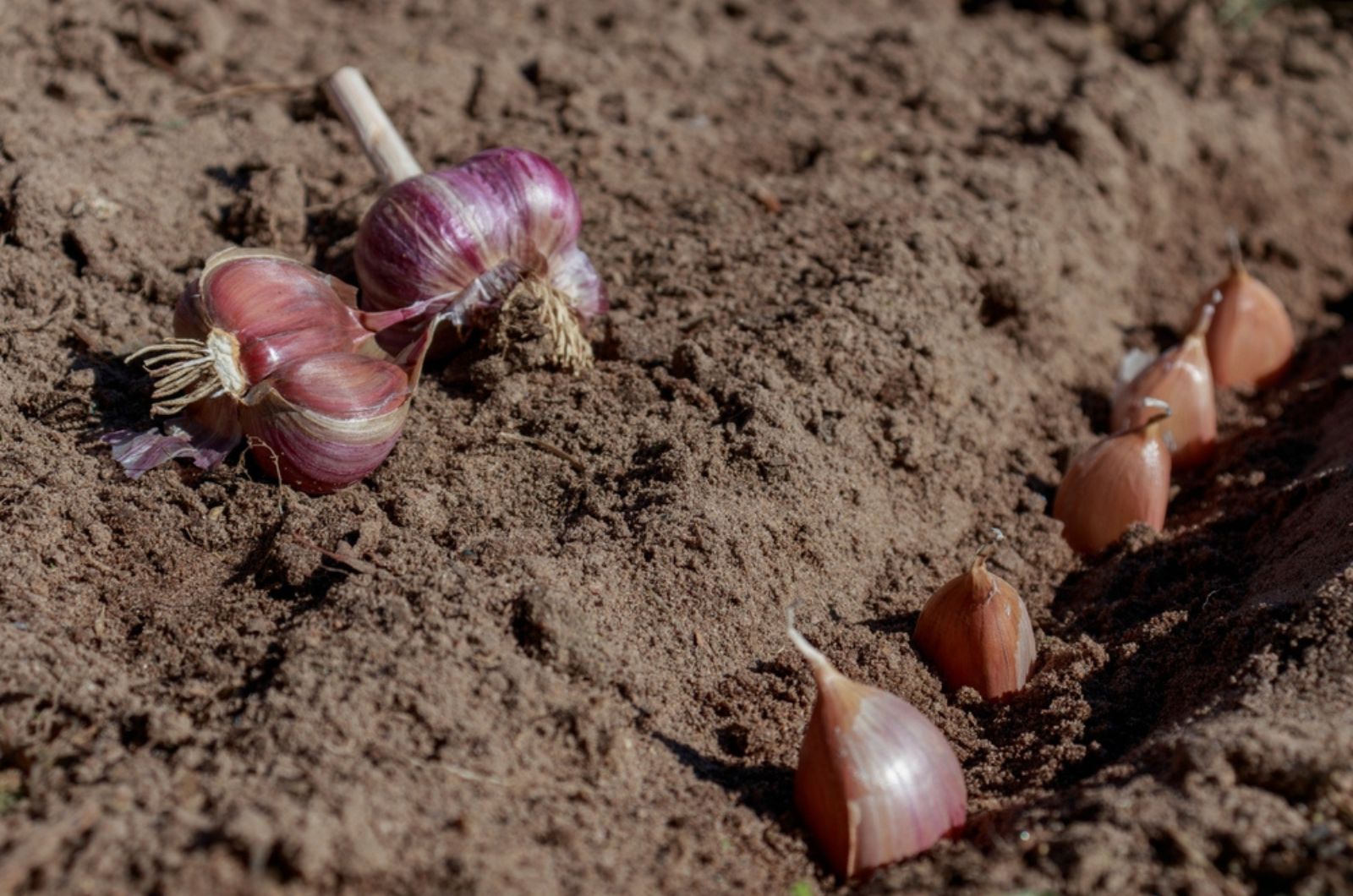 garlic cloves in land