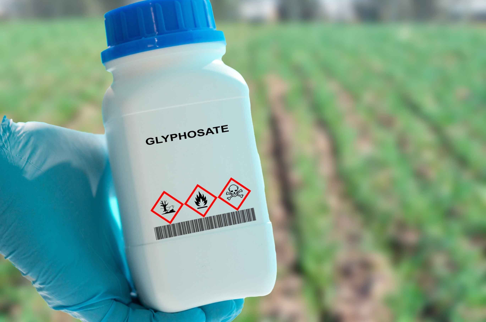 glyphosate herbicide used to control weeds in crops