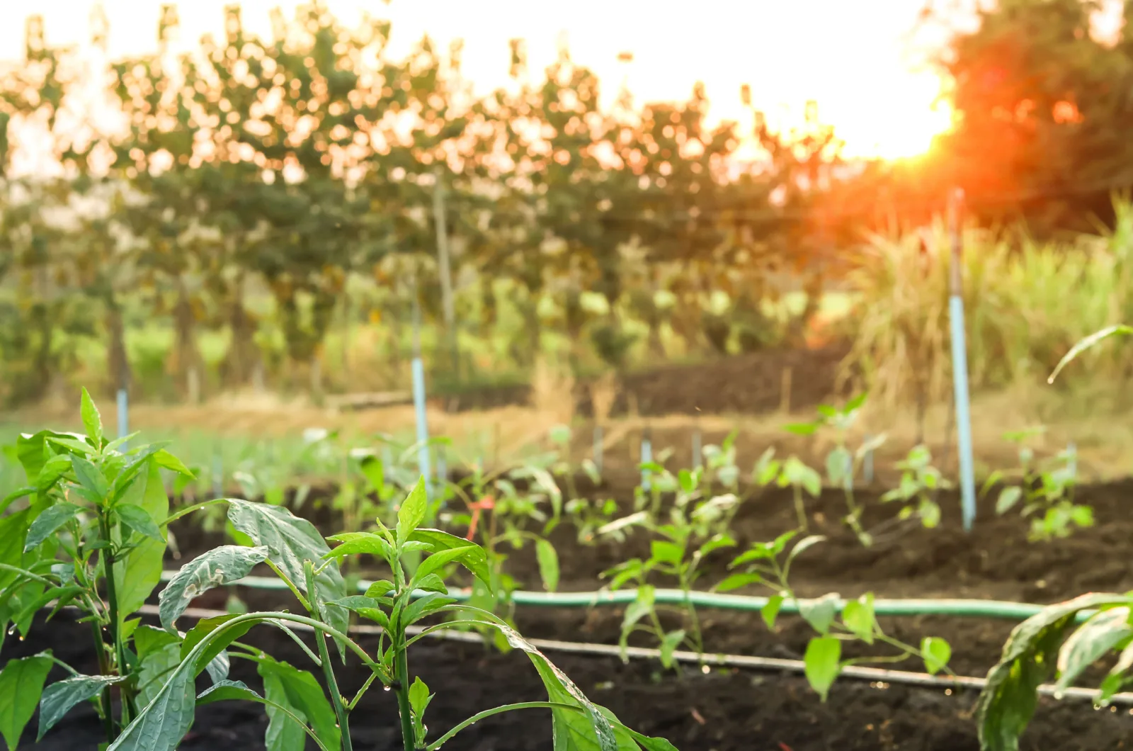 A Detailed Guide To Sun Exposure For Gardeners