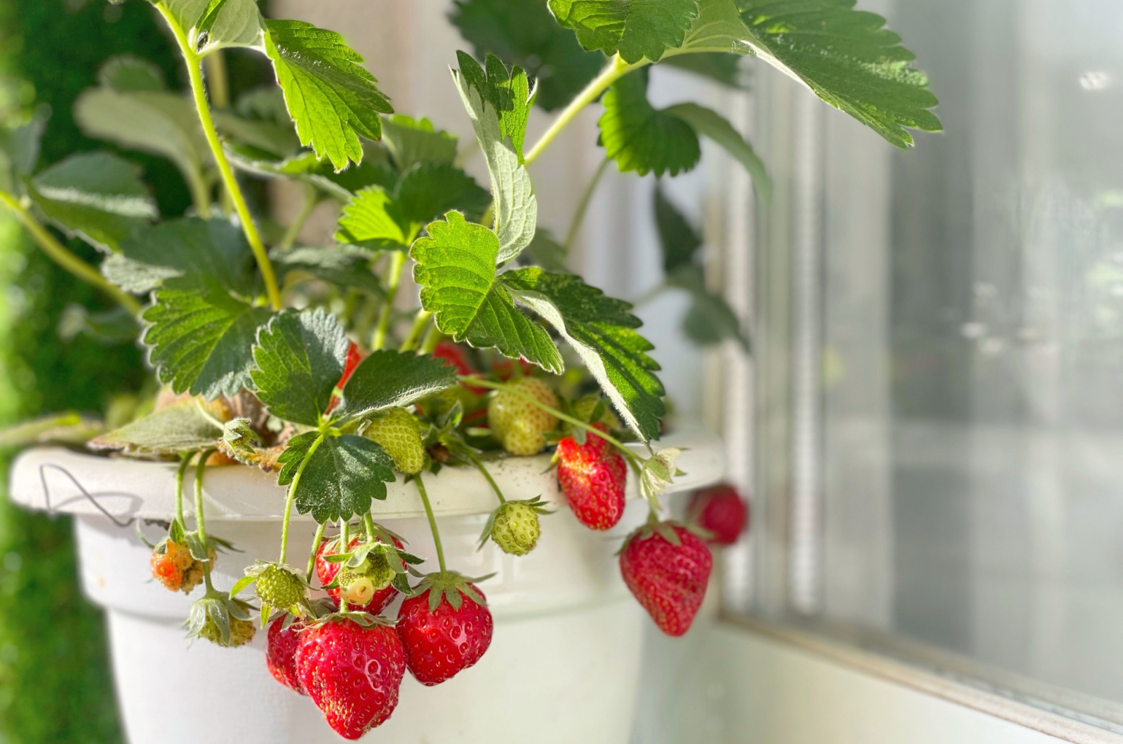 growing strawberries indoors in white pot