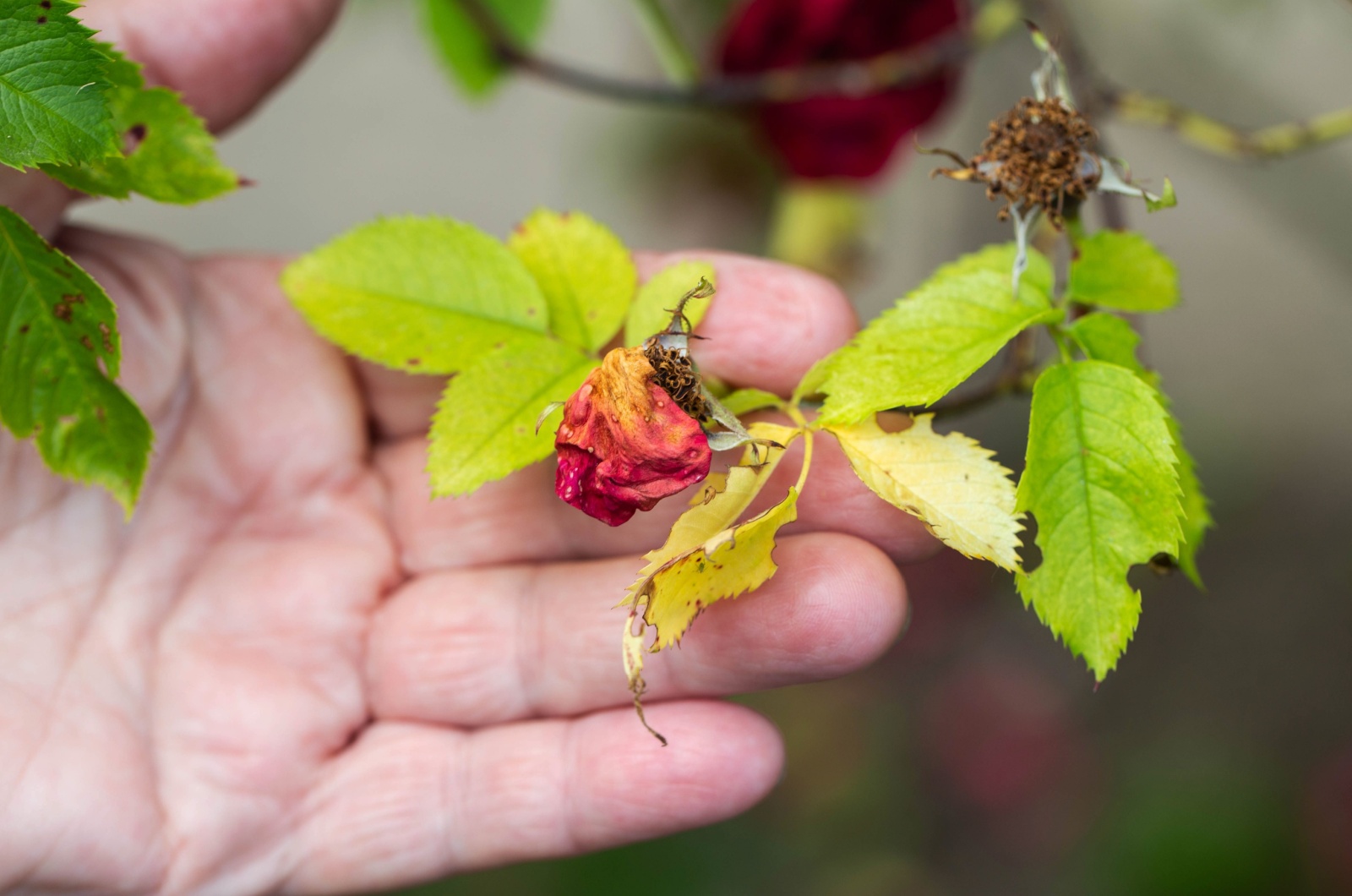 hand holding yellow rose leaves