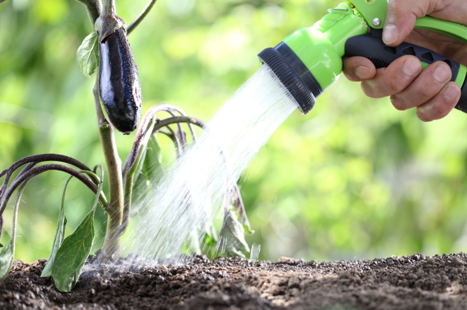 hand watering plants