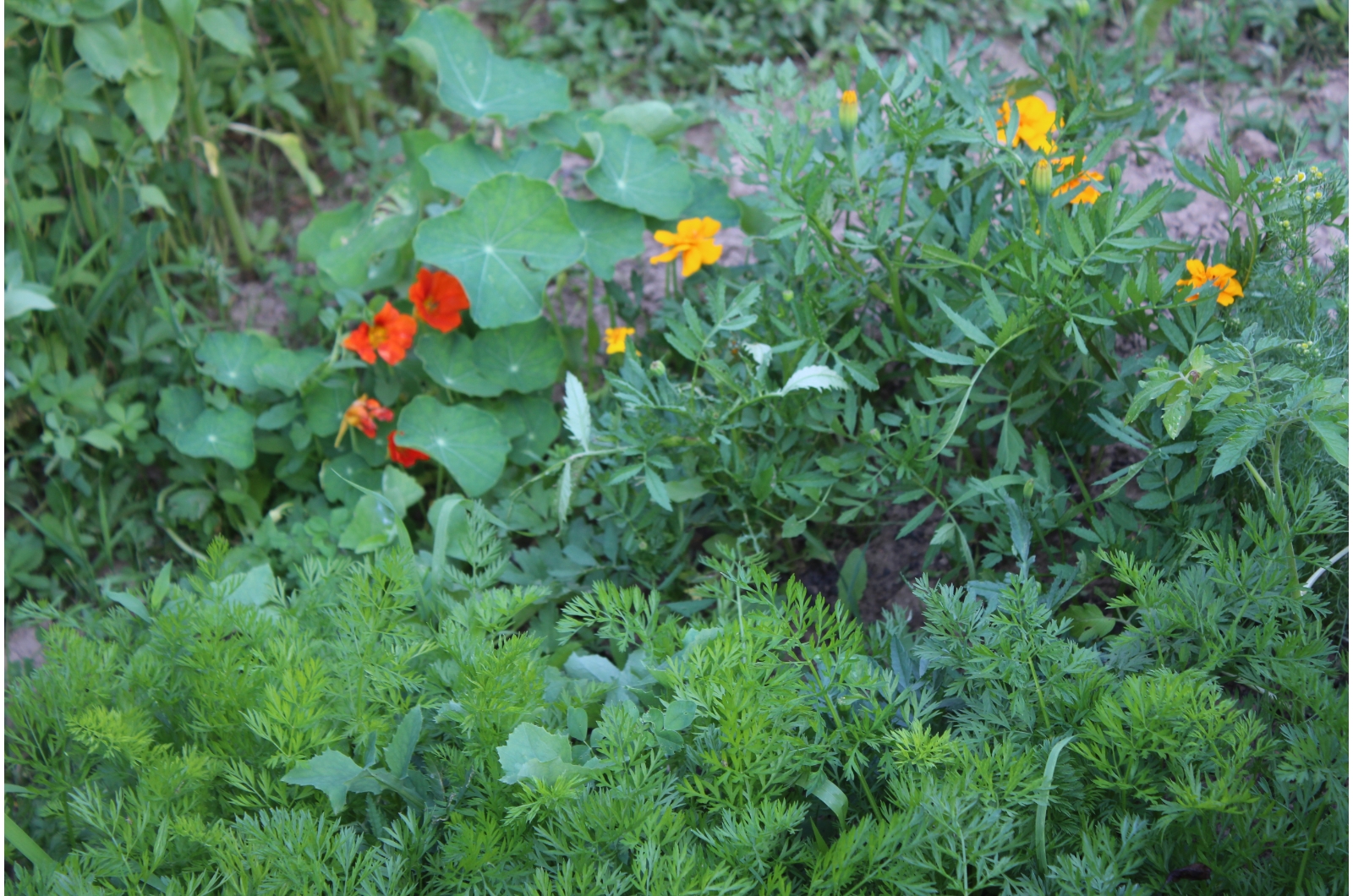 herbs and flowers in a garden
