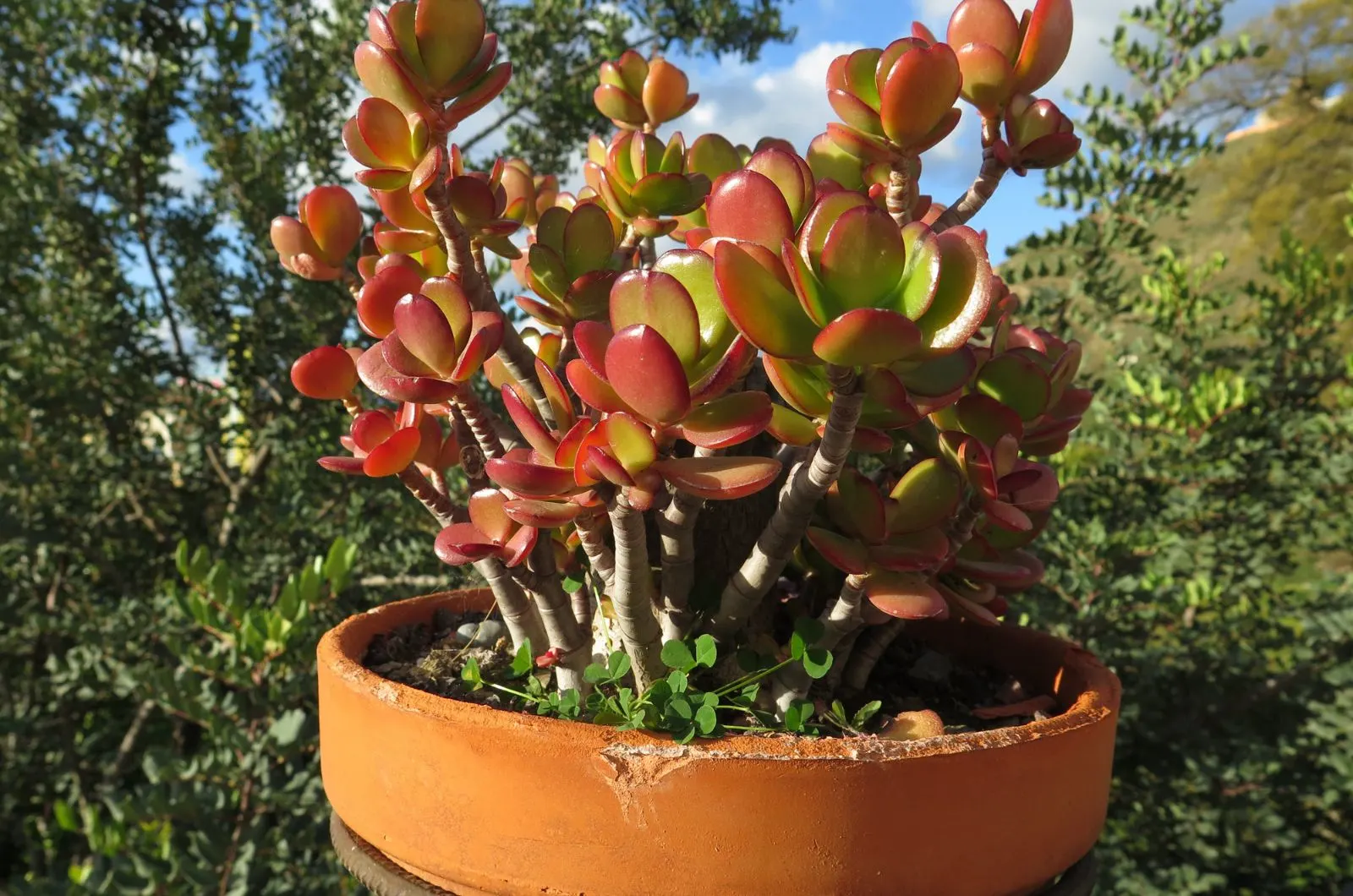 jade plant in a pot