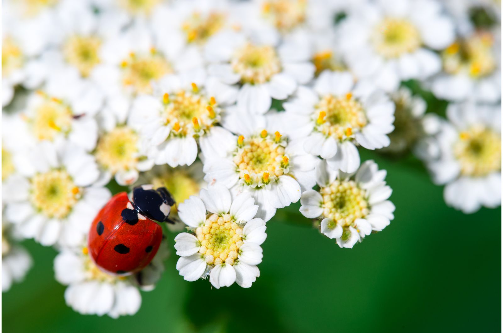 ladybug on a white flowers