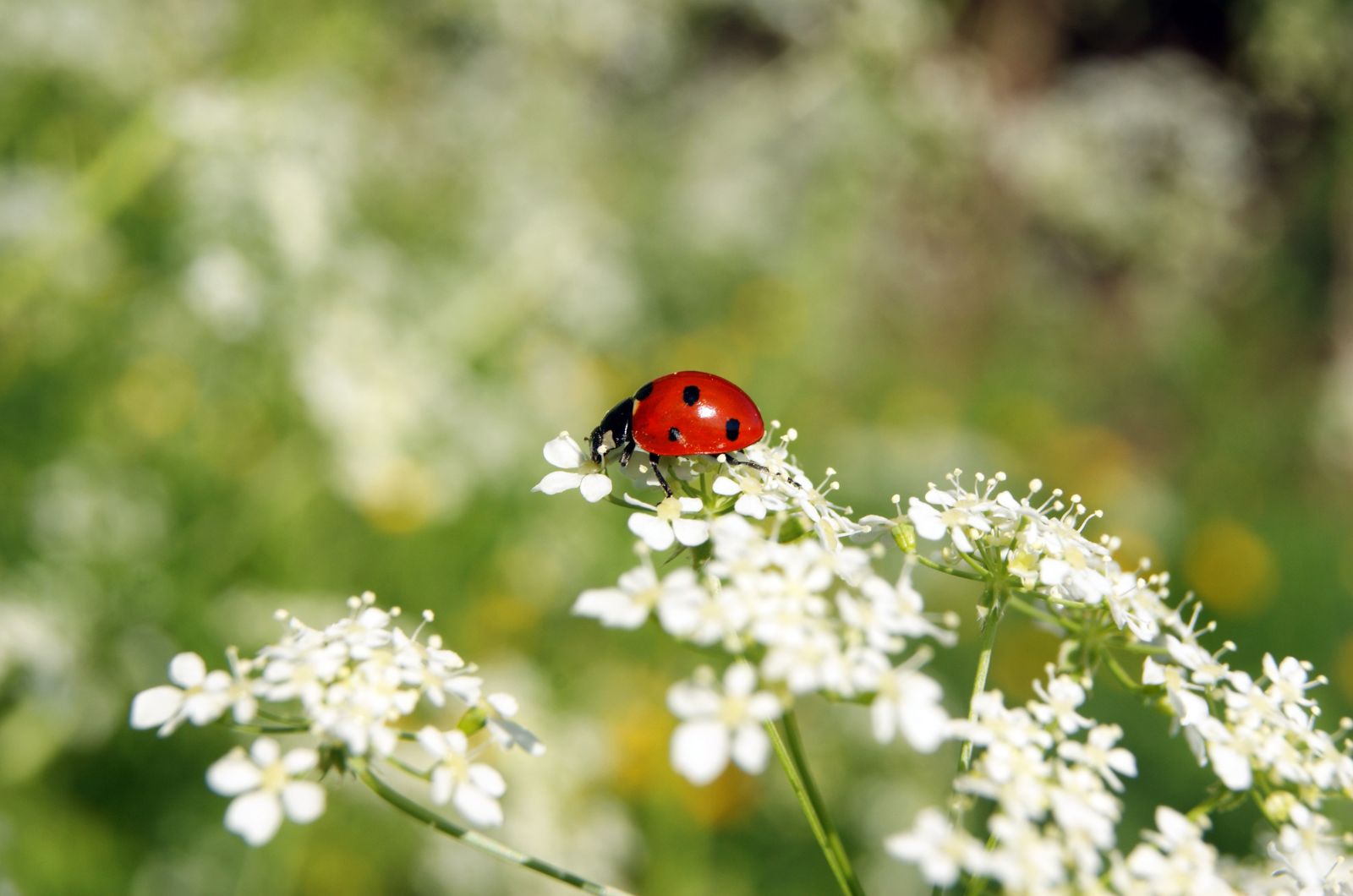 ladybug standing on a white flower