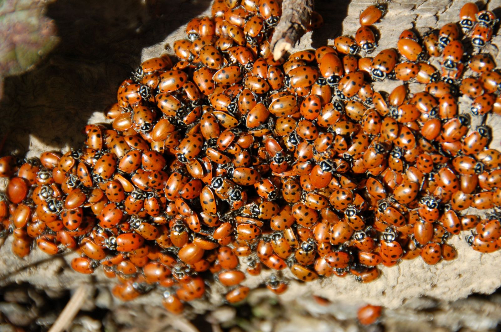 ladybug swarm
