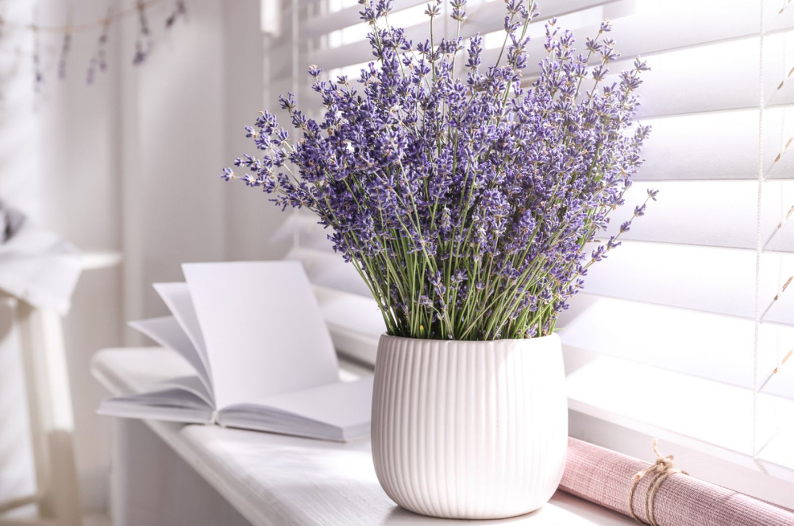 lavender in white pot on the window shell