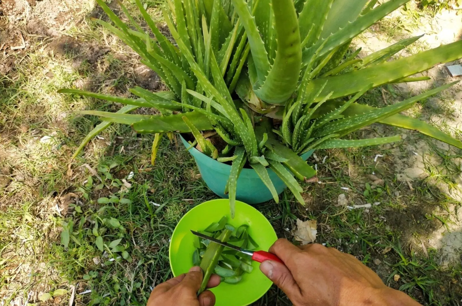 How To Make And Use Aloe Vera Foliar Spray To Nurture Your Plants