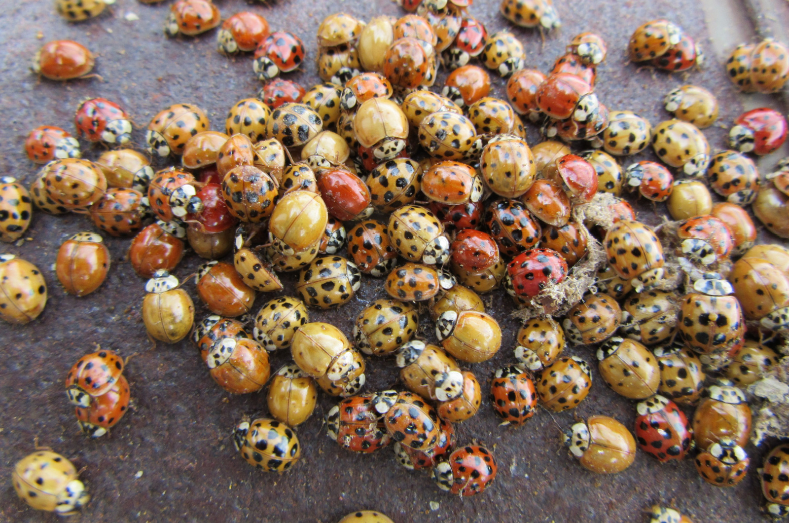 many ladybugs