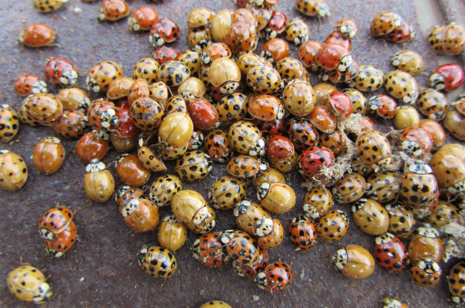 The 3 Benefits Of Ladybugs That Bring About Garden Harmony