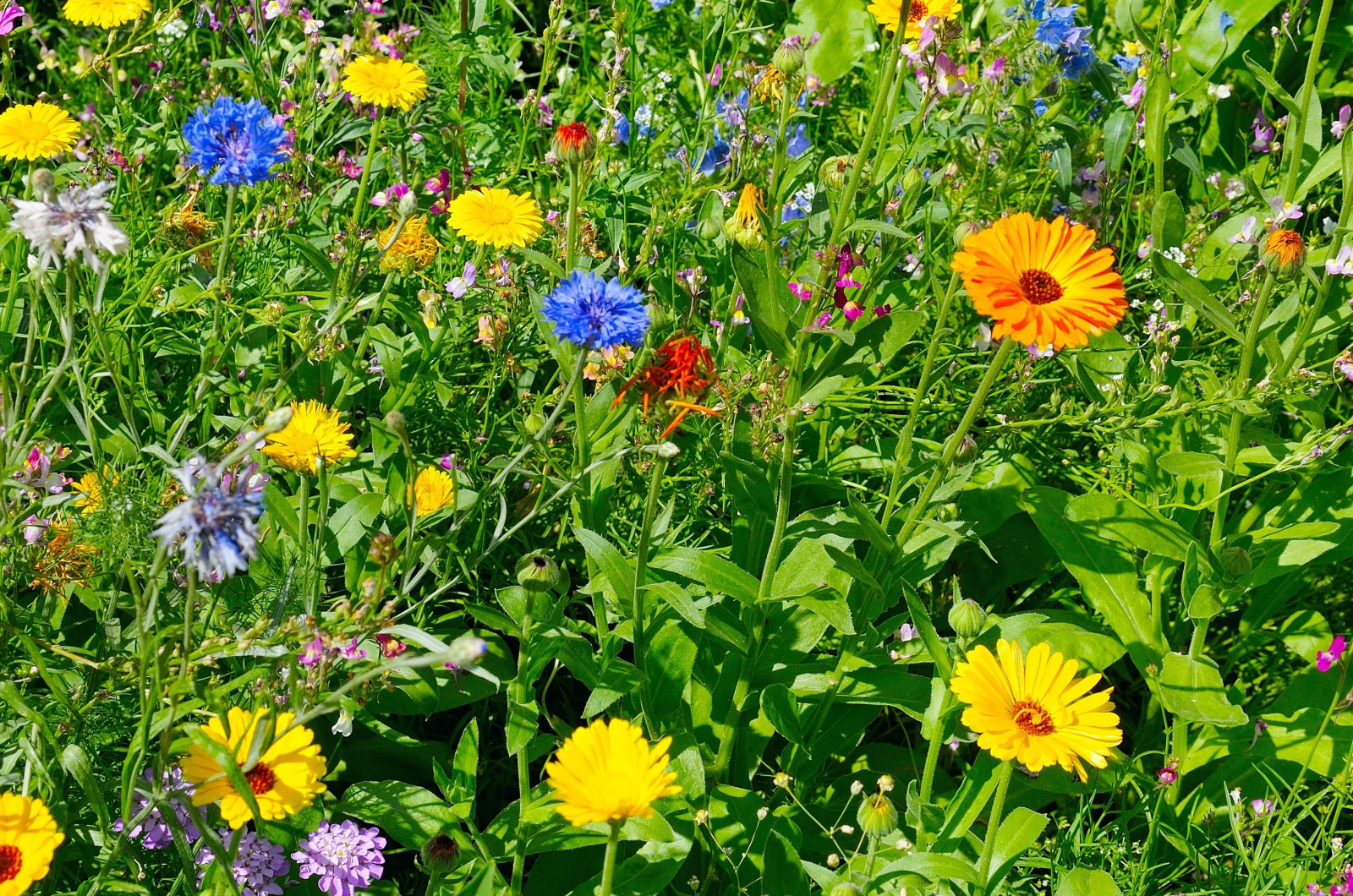 marigolds, cornflowers and other wildflowers