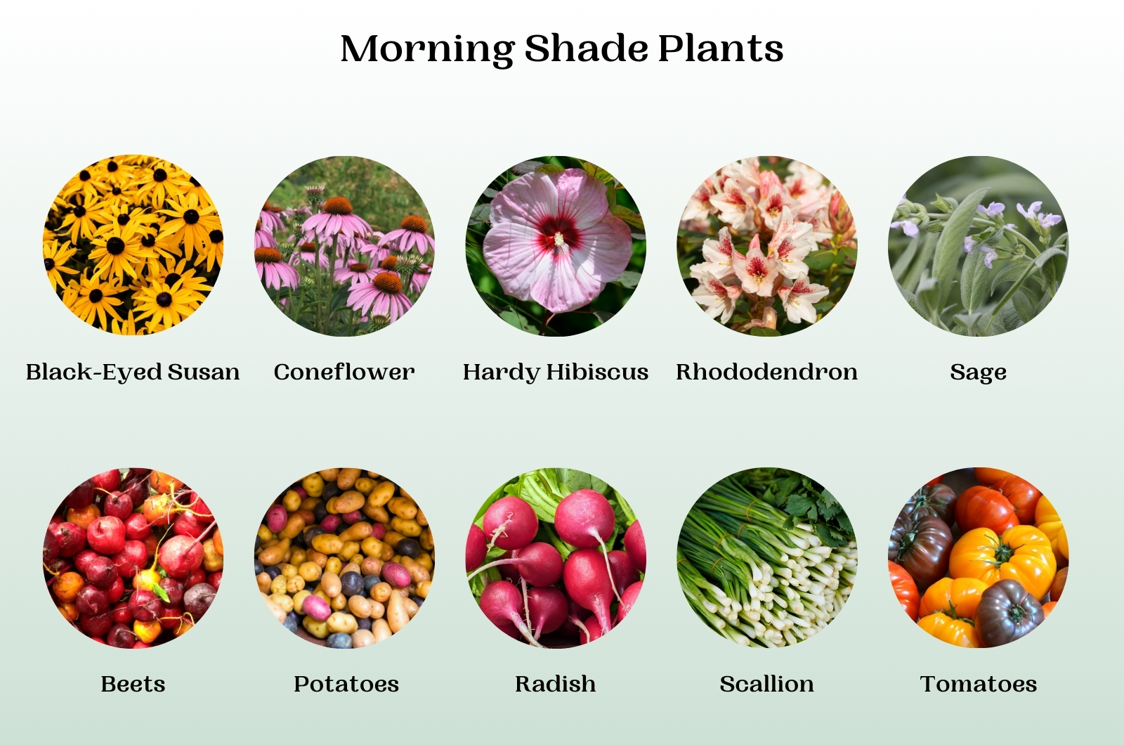 morning shade plants