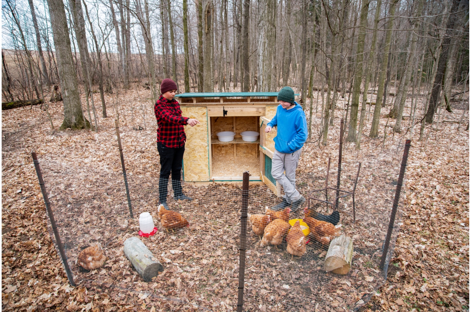 moving chickens to backyard coop