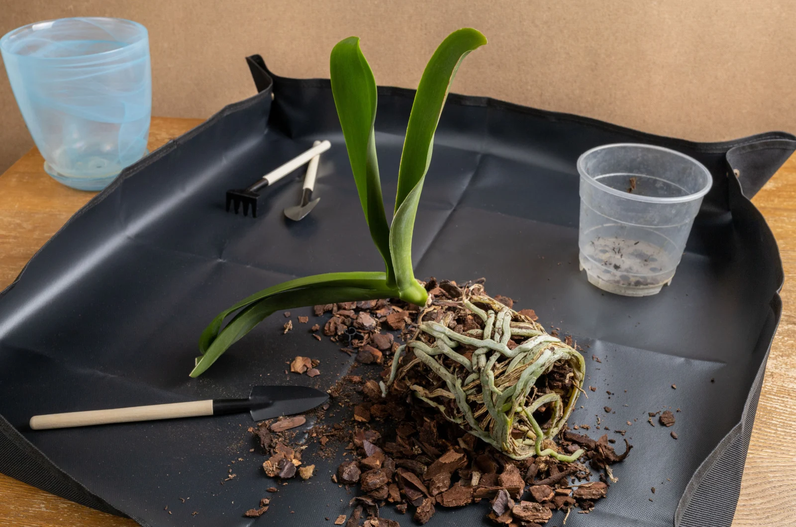6 Simple Steps For Repotting Orchid Aerial Roots