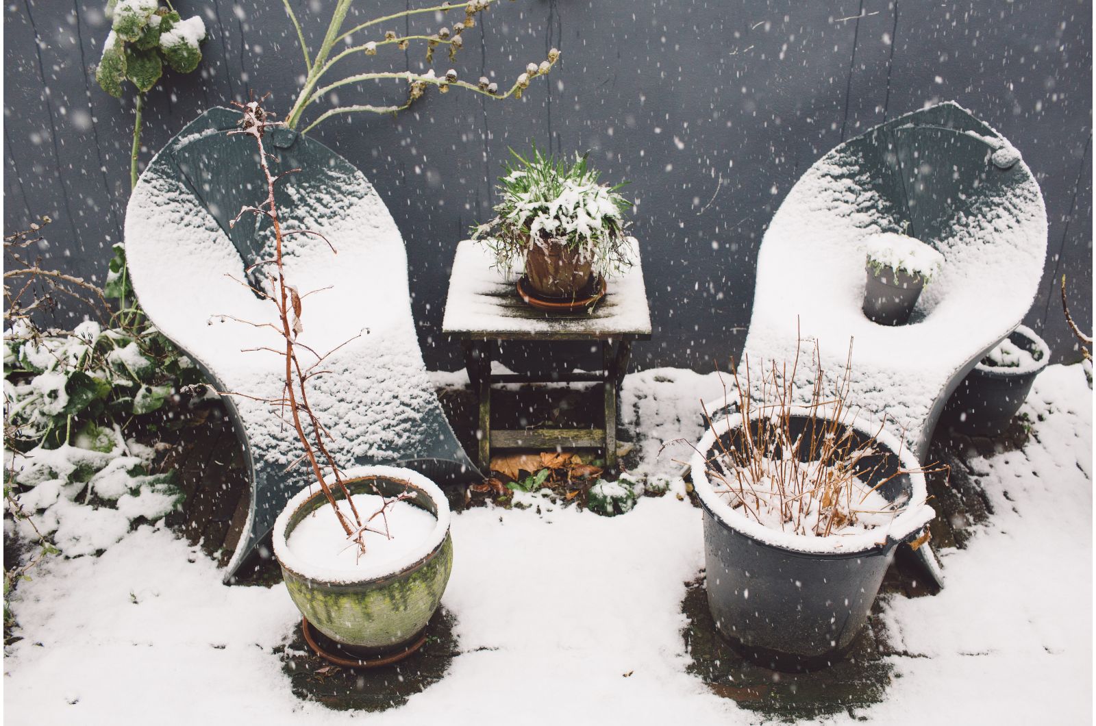 outdoor plants in snow