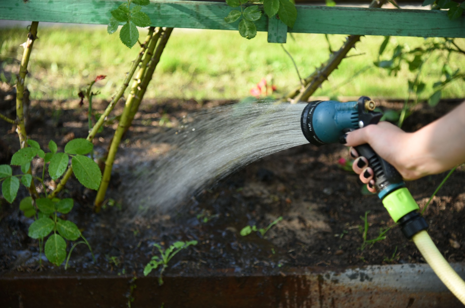 overwatering roses