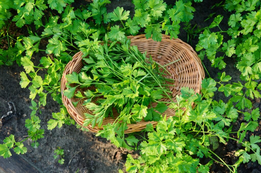 Is Parsley A Perennial Plant That Will Keep Coming Back Or Do You Have
