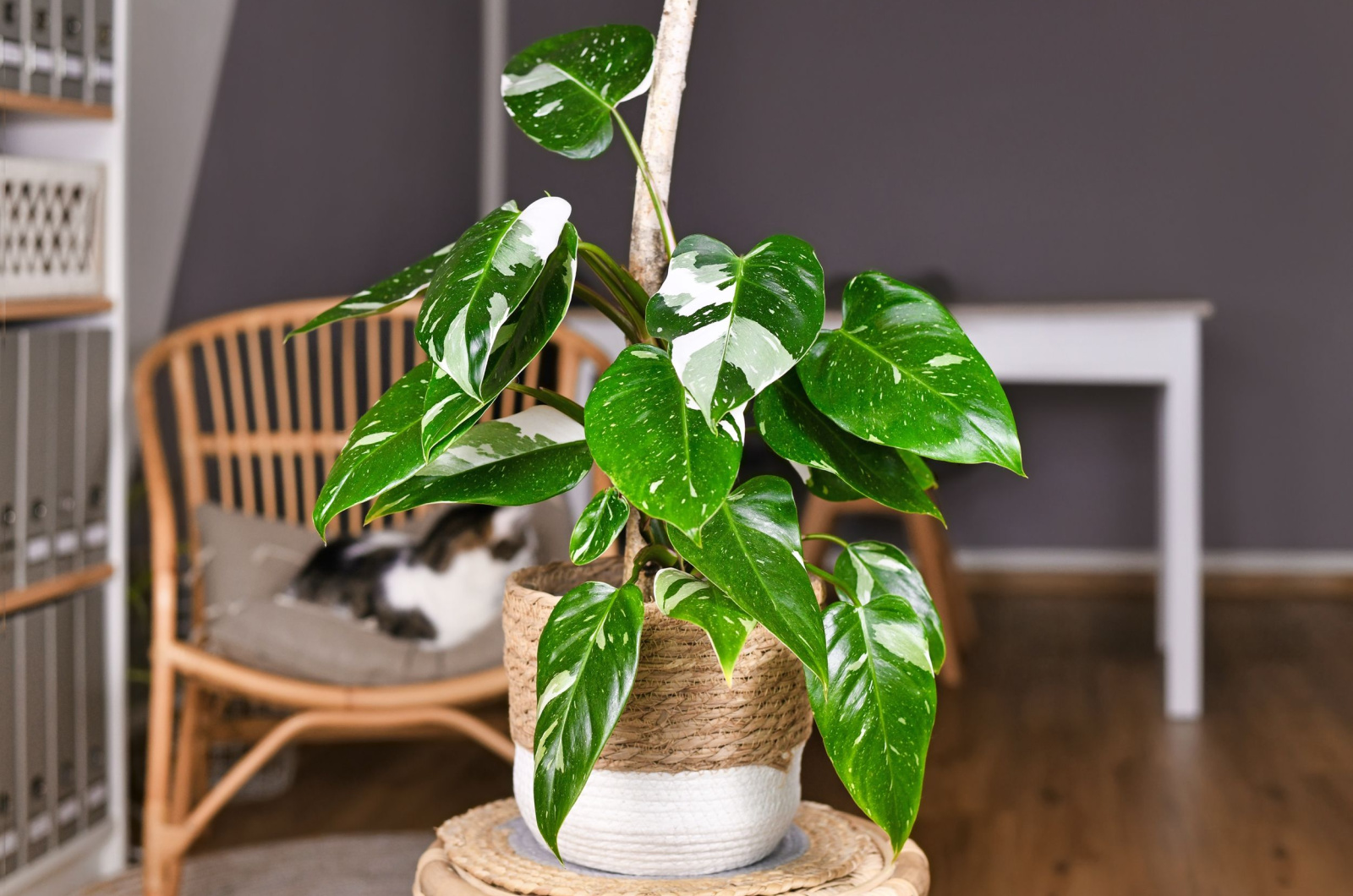 philodendron in a pot