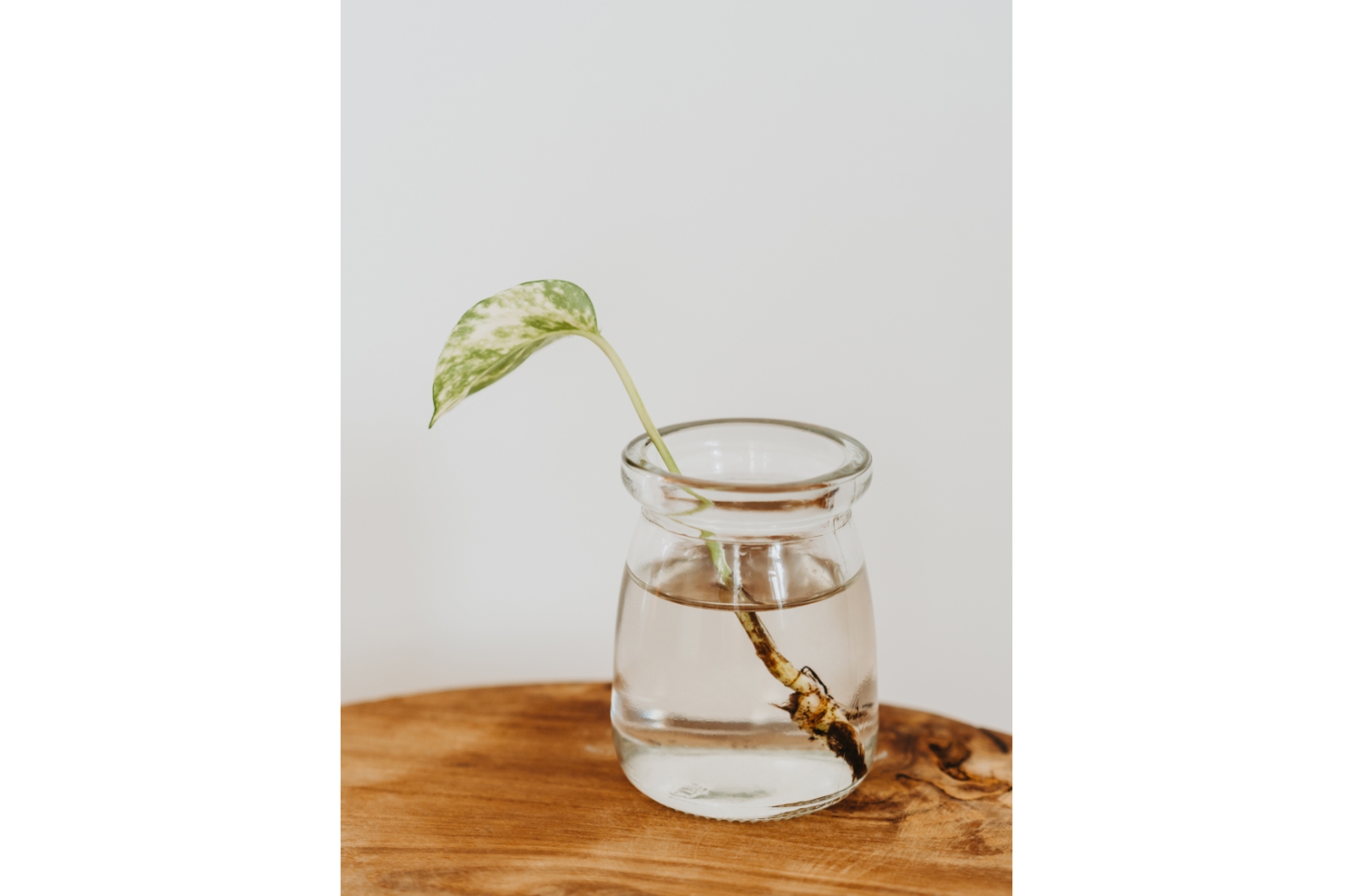 philodendron sprout in a water jar