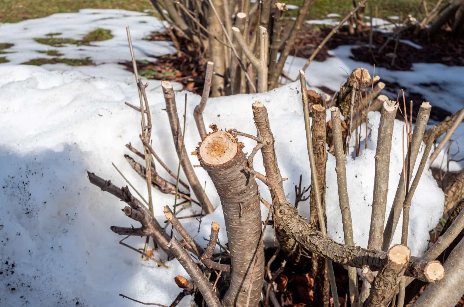 8 Steps Of Removing Invasive Shrubs From Your Garden