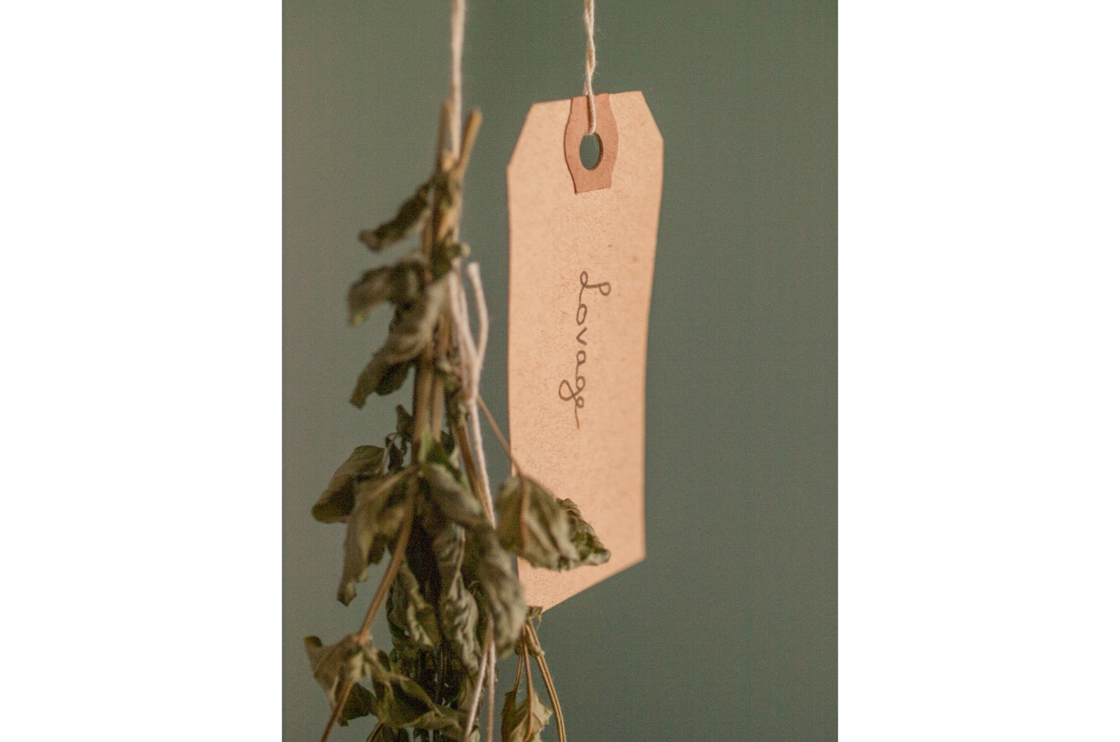 photo of dried lovage