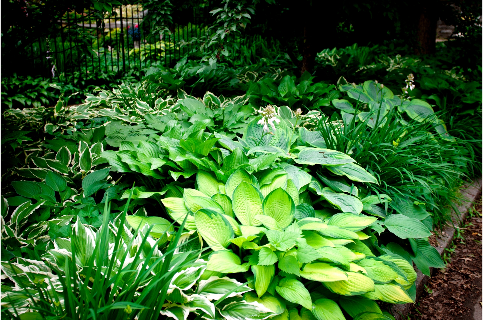 photo of green plants in garden