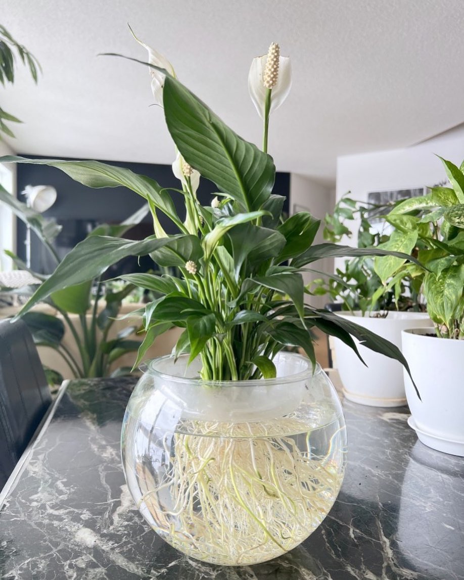 photo of peace lily in glass vase