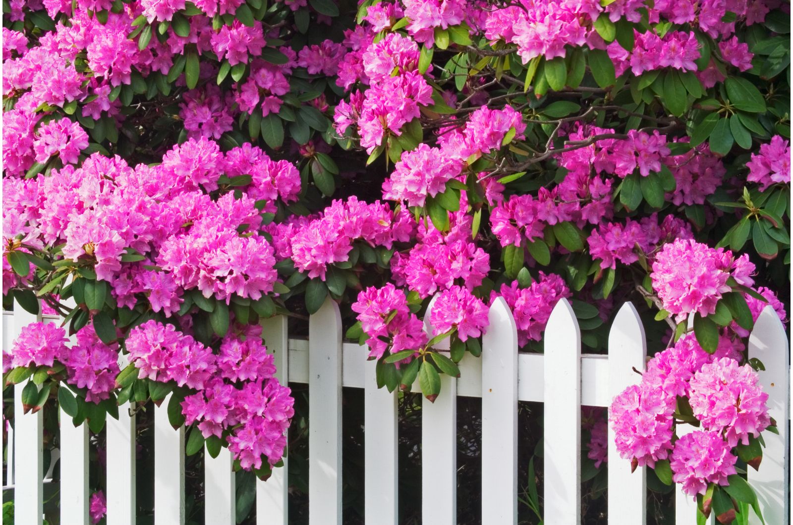 pink garden and white fence