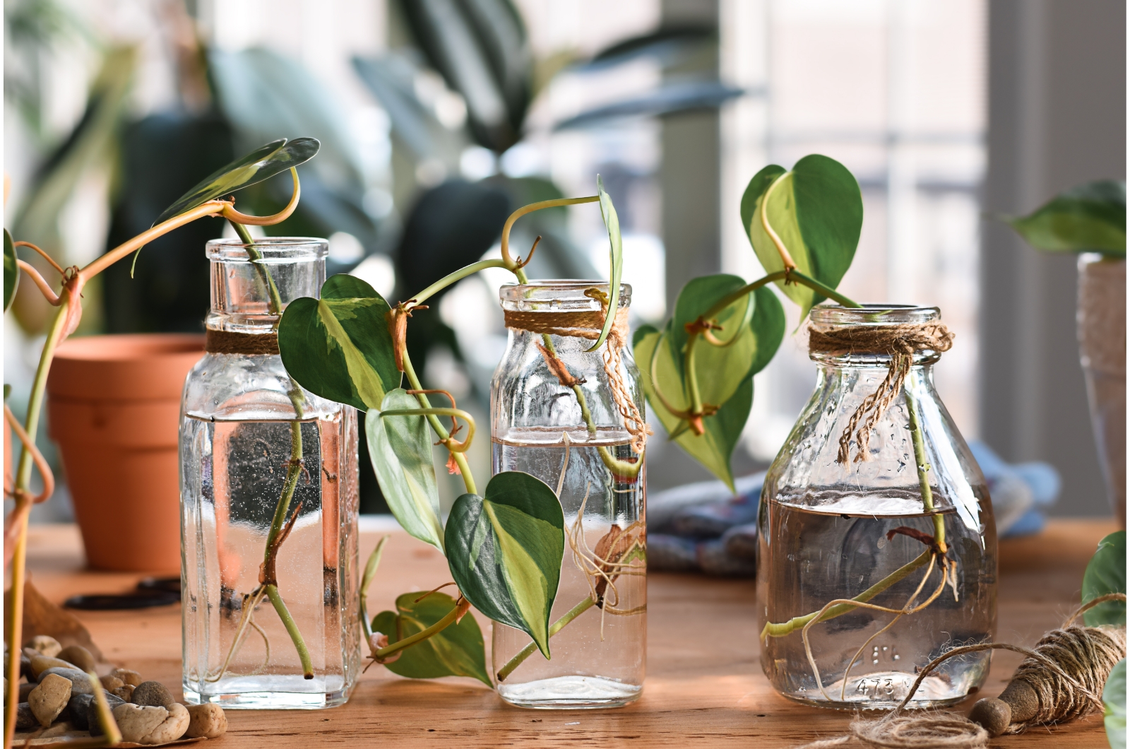 plant cuttings with roots in jars