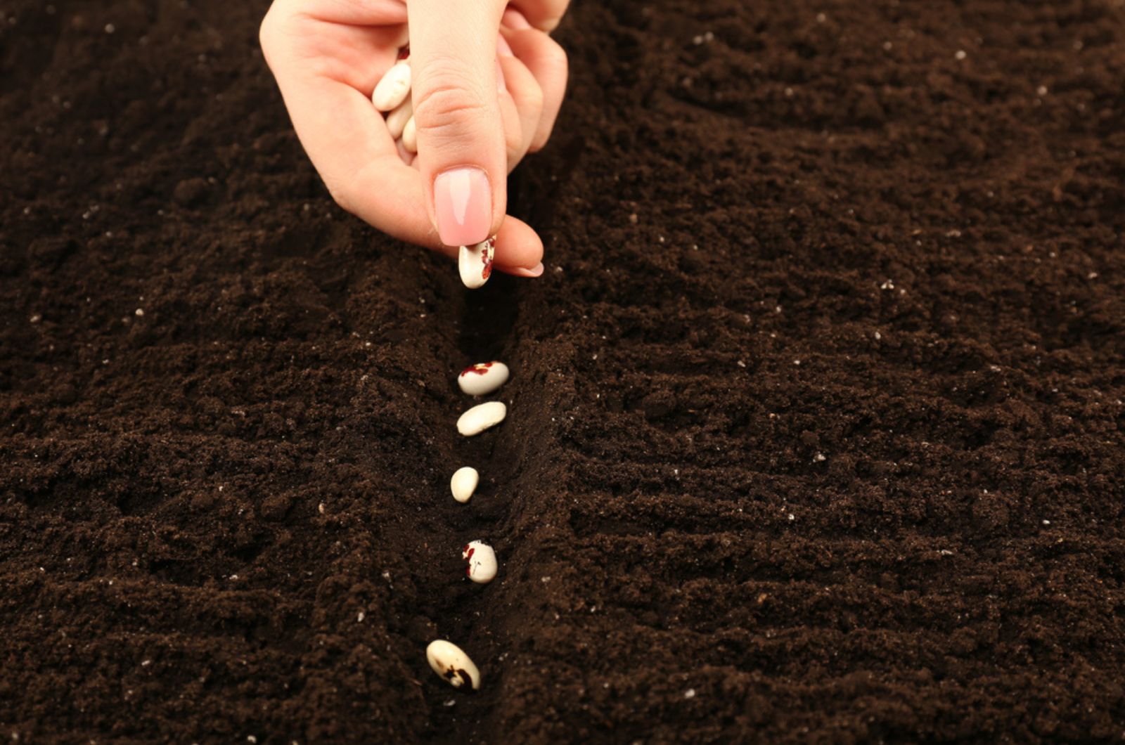 planting bean seeds in the soil