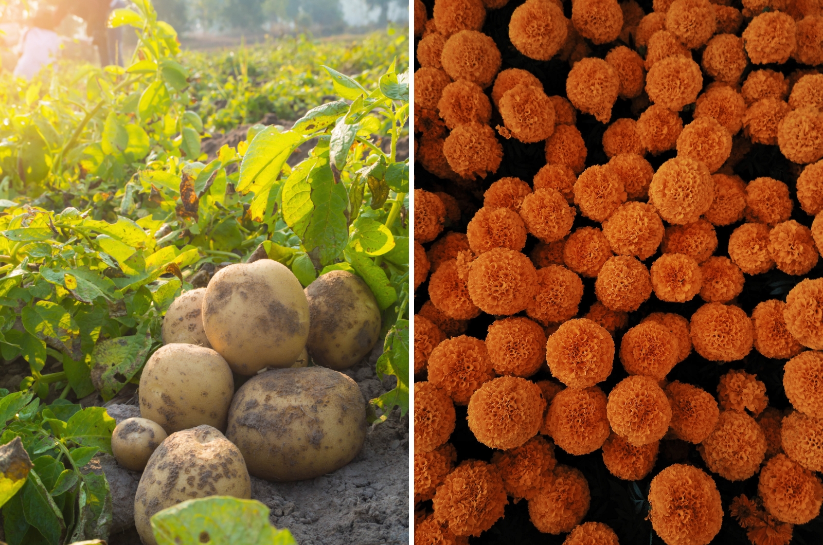 potatoes and marigold