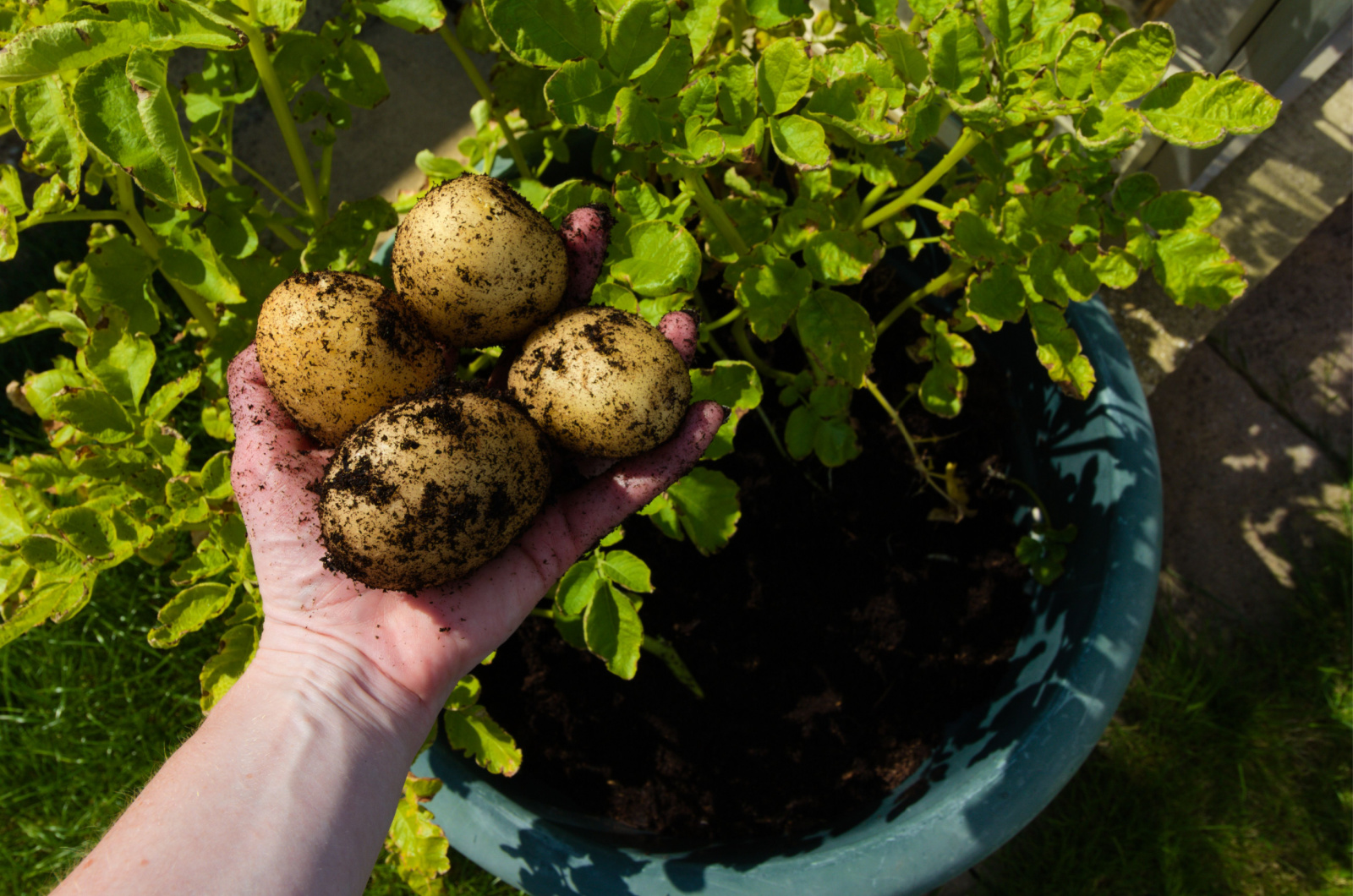 potatoes growing in pot