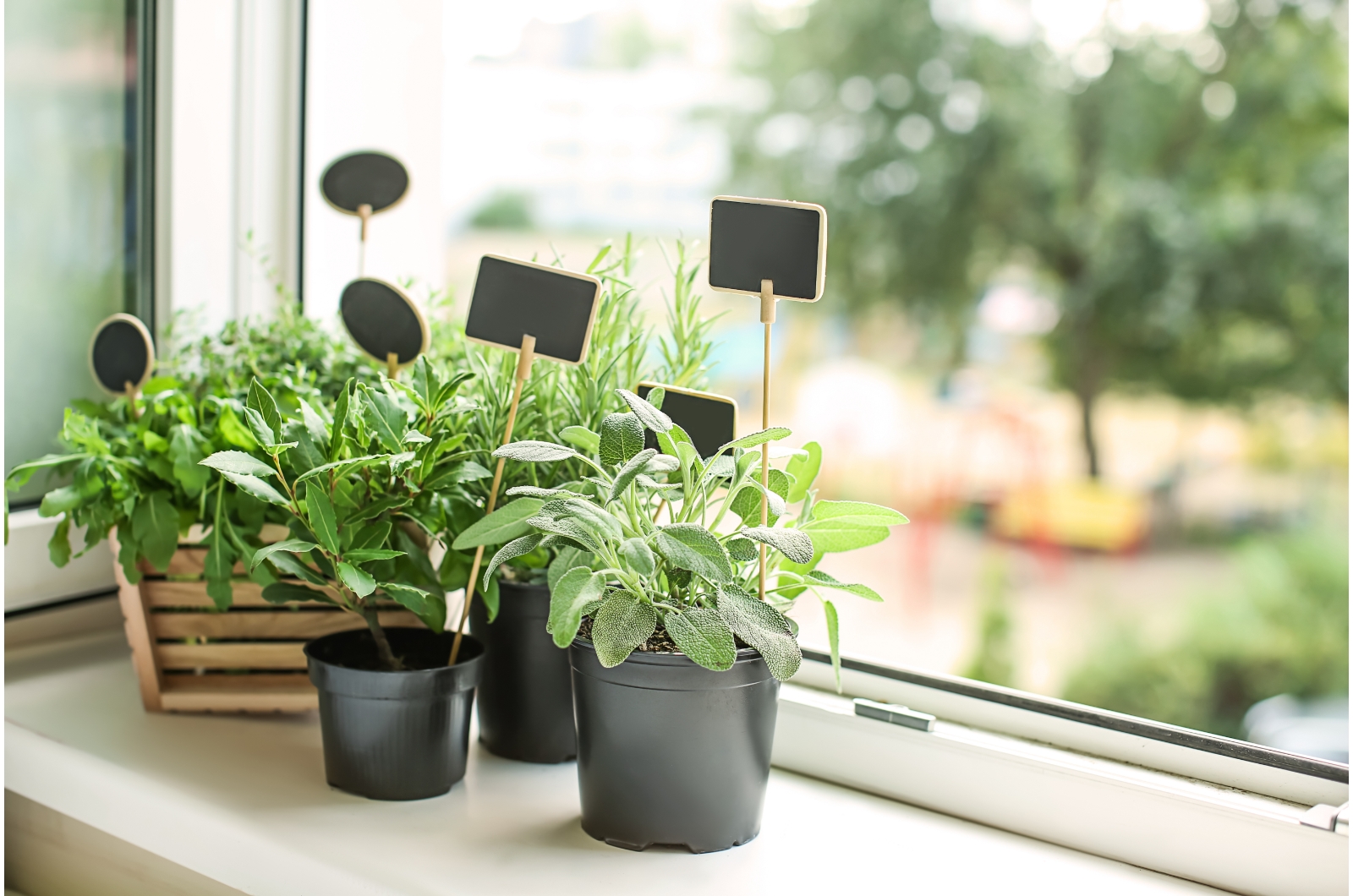potted herbs on window sill
