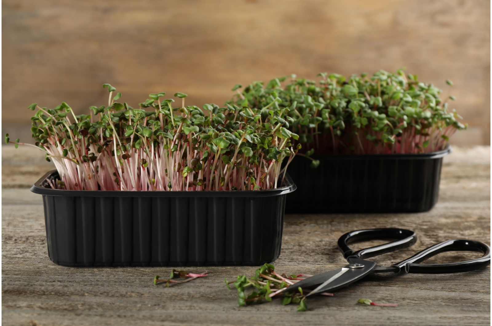 radish microgreens in plastic container
