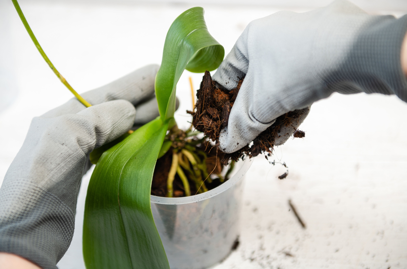 replanting orchid