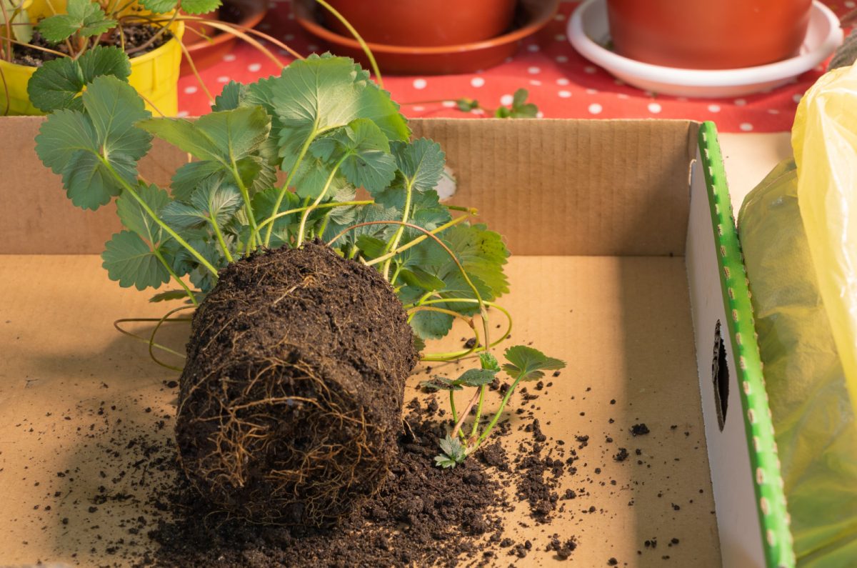 How To Grow Strawberries Indoors For Delicious Fruit YearRound
