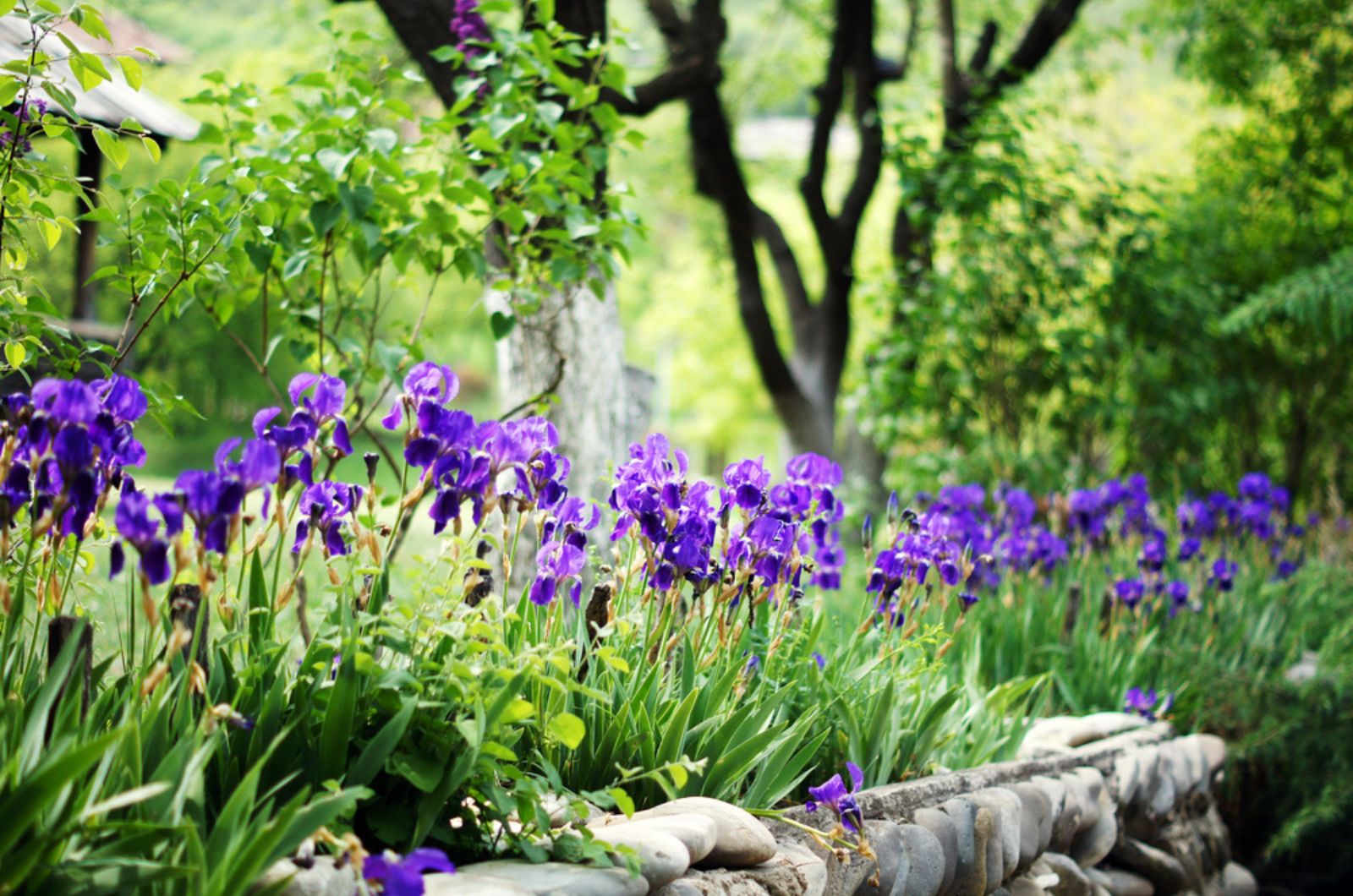 siberian iris flowers growing in nature