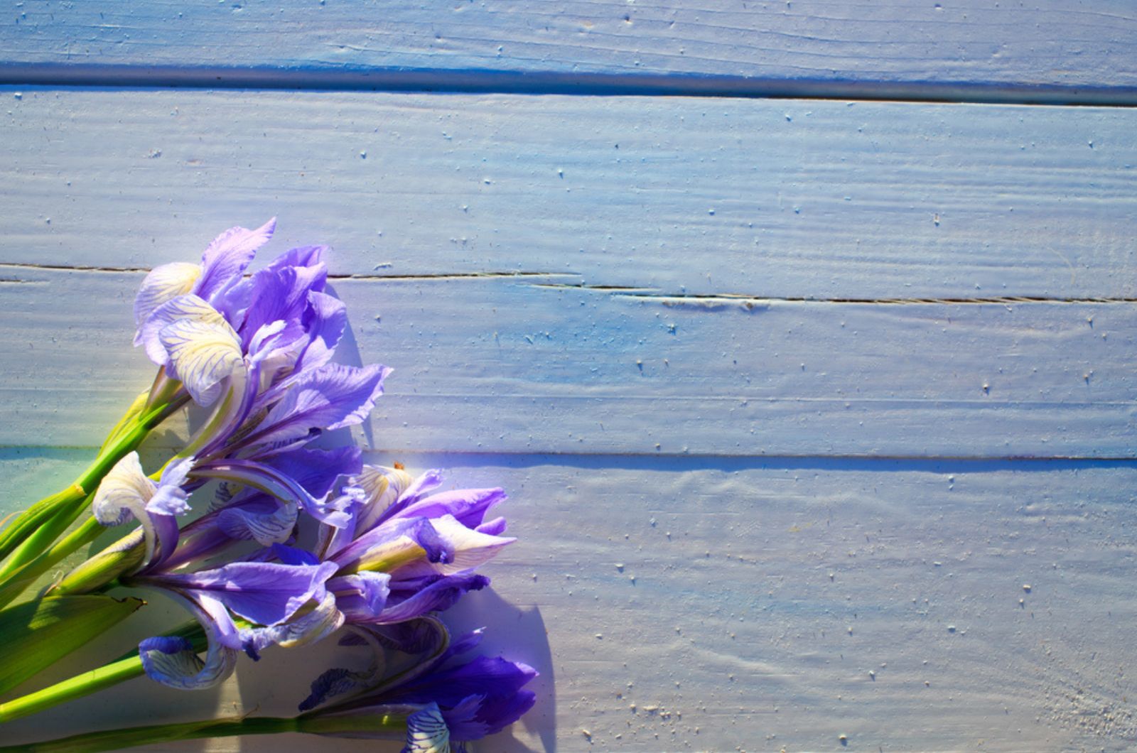 siberian iris flowers on wooden table