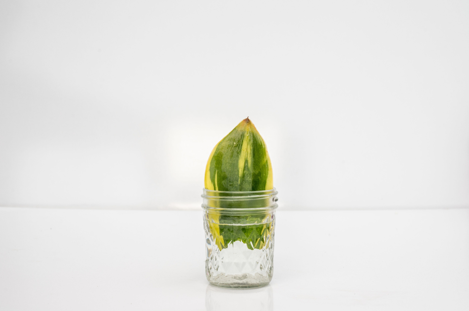 snake plant growing in glass