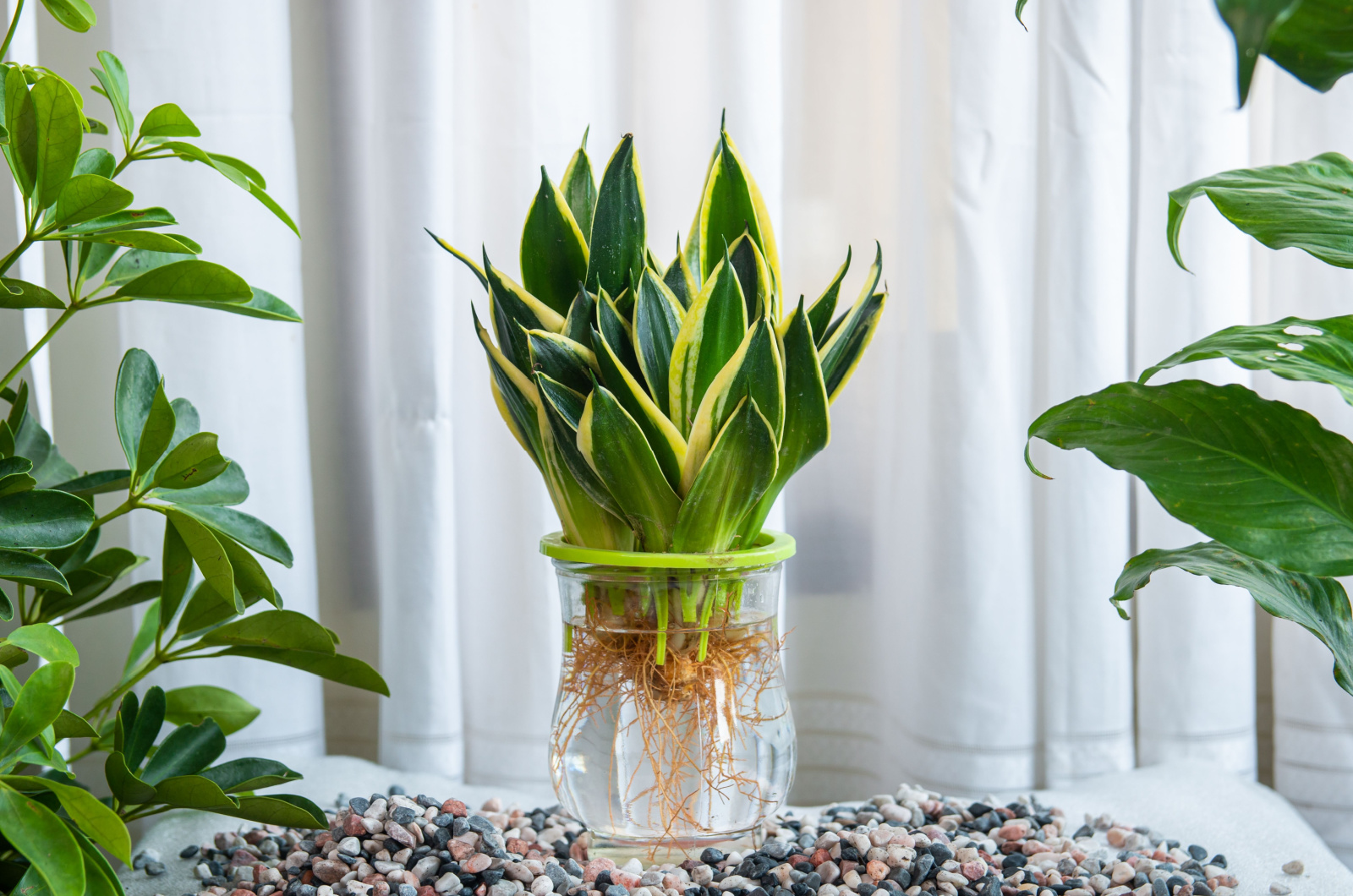 snake plant with roots in a glass jar